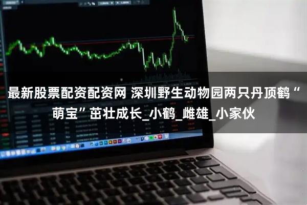 最新股票配资配资网 深圳野生动物园两只丹顶鹤“萌宝”茁壮成长_小鹤_雌雄_小家伙